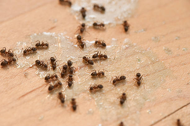 Pest Prevention Services in Clifton Knolls Mill Creek, NY